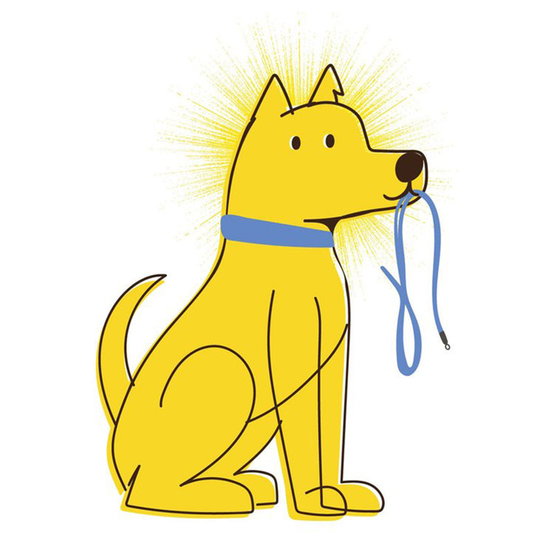 Yellow dog with a blue collar and leash on a white background