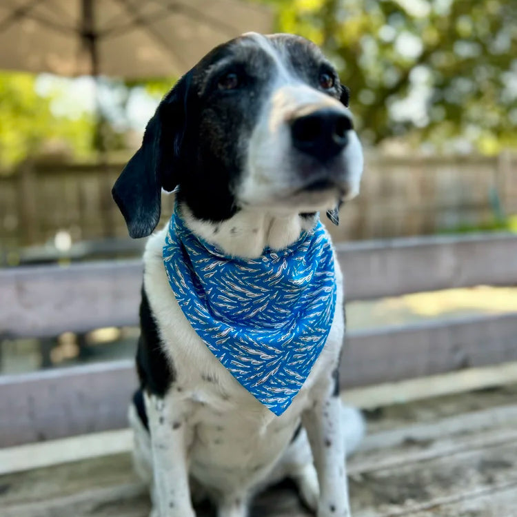 Dog wearing a blue bandana sitting on a wooden deck with blurred greenery in the background