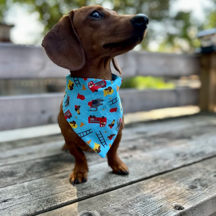 Dachshund wearing a bandana with fire truck design on a wooden surface